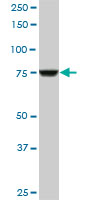 CPSF3 monoclonal antibody (M06), clone 1H8. Western blot of CPSF3 expression in Raw 264.7.