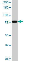 CPSF3 monoclonal antibody (M06), clone 1H8. Western blot of CPSF3 expression in PC-12.