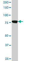 CPSF3 monoclonal antibody (M06), clone 1H8. Western blot of CPSF3 expression in HeLa NE.