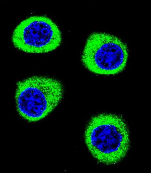 Confocal immunofluorescent of CPSF3L Antibody with U-251MG cell followed by Alexa Fluor 488-conjugated goat anti-rabbit lgG (green). DAPI was used to stain the cell nuclear (blue).