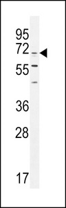 CPSF3L Antibody western blot of K562 cell line lysates (35 ug/lane). The CPSF3L antibody detected the CPSF3L protein (arrow).