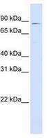 Western blot of 293T Cell Lysate.