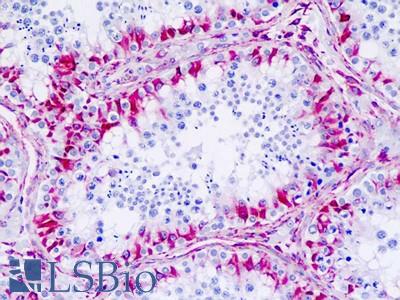 Anti-CHRM4 / M4 antibody IHC staining of human testis. Immunohistochemistry of formalin-fixed, paraffin-embedded tissue after heat-induced antigen retrieval.