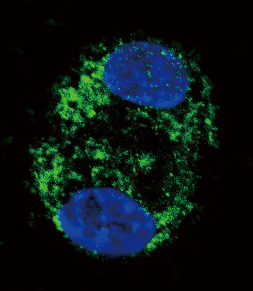 Confocal immunofluorescent of CPT2 Antibody with HepG2 cell followed by Alexa Fluor 488-conjugated goat anti-rabbit lgG (green). DAPI was used to stain the cell nuclear (blue).