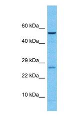 Western blot of CPVL Antibody with human Fetal Liver lysate.