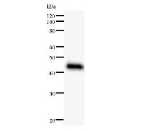 Western blot analysis of immunized recombinant protein, using anti-CPXCR1 monoclonal antibody.