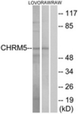 Western blot of extracts from LOVO/RAW264.7 cells, using CHRM5 Antibody. The lane on the right is treated with the synthesized peptide.