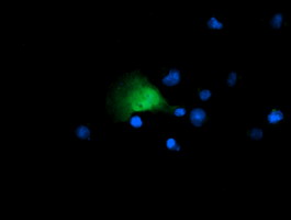 Anti-GADD45G mouse monoclonal antibody immunofluorescent staining of COS7 cells transiently transfected by pCMV6-ENTRY GADD45G.