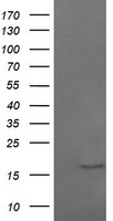 HEK293T cells were transfected with the pCMV6-ENTRY control (Left lane) or pCMV6-ENTRY GADD45G (Right lane) cDNA for 48 hrs and lysed. Equivalent amounts of cell lysates (5 ug per lane) were separated by SDS-PAGE and immunoblotted with anti-GADD45G.