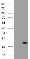HEK293T cells were transfected with the pCMV6-ENTRY control (Left lane) or pCMV6-ENTRY GADD45G (Right lane) cDNA for 48 hrs and lysed. Equivalent amounts of cell lysates (5 ug per lane) were separated by SDS-PAGE and immunoblotted with anti-GADD45G.