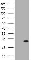 HEK293T cells were transfected with the pCMV6-ENTRY control (Left lane) or pCMV6-ENTRY GADD45G (Right lane) cDNA for 48 hrs and lysed. Equivalent amounts of cell lysates (5 ug per lane) were separated by SDS-PAGE and immunoblotted with anti-GADD45G.