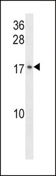 GADD45G Antibody western blot of A549 cell line lysates (35 ug/lane). The GADD45G antibody detected the GADD45G protein (arrow).