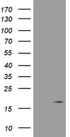 HEK293T cells were transfected with the pCMV6-ENTRY control (Left lane) or pCMV6-ENTRY GADD45G (Right lane) cDNA for 48 hrs and lysed. Equivalent amounts of cell lysates (5 ug per lane) were separated by SDS-PAGE and immunoblotted with anti-GADD45G.