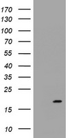 HEK293T cells were transfected with the pCMV6-ENTRY control (Left lane) or pCMV6-ENTRY GADD45G (Right lane) cDNA for 48 hrs and lysed. Equivalent amounts of cell lysates (5 ug per lane) were separated by SDS-PAGE and immunoblotted with anti-GADD45G.
