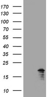 HEK293T cells were transfected with the pCMV6-ENTRY control (Left lane) or pCMV6-ENTRY GADD45G (Right lane) cDNA for 48 hrs and lysed. Equivalent amounts of cell lysates (5 ug per lane) were separated by SDS-PAGE and immunoblotted with anti-GADD45G.