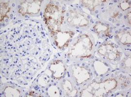 IHC of paraffin-embedded Human Kidney tissue using anti-GADD45G mouse monoclonal antibody.