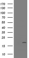 HEK293T cells were transfected with the pCMV6-ENTRY control (Left lane) or pCMV6-ENTRY GADD45G (Right lane) cDNA for 48 hrs and lysed. Equivalent amounts of cell lysates (5 ug per lane) were separated by SDS-PAGE and immunoblotted with anti-GADD45G.