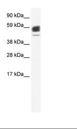 Fetal Kidney Lysate