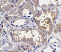 Immunohistochemistry of RAIDD in human kidney tissue with RAIDD antibody at 10 µg/ml.