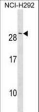 CRADD Antibody western blot of NCI-H292 cell line lysates (35 ug/lane). The CRADD antibody detected the CRADD protein (arrow).