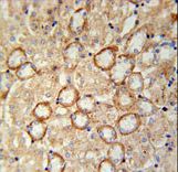 CRUM2 Antibody immunohistochemistry of formalin-fixed and paraffin-embedded mouse kidney tissue followed by peroxidase-conjugated secondary antibody and DAB staining.