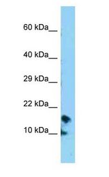 CRB3 antibody Western Blot of HepG2.