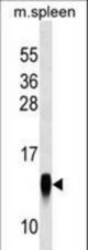 CRB3 Antibody western blot of mouse spleen tissue lysates (35 ug/lane). The CRB3 antibody detected the CRB3 protein (arrow).
