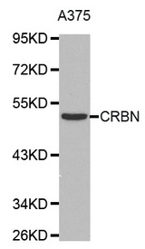 Western blot analysis of extracts of A375 cell line, using CRBN antibody.
