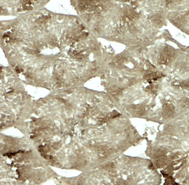 Immunohistochemistry of CRBN in rat testis tissue with CRBN antibody at 5 ug/mL.