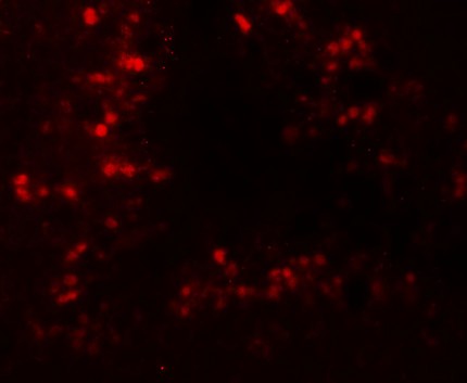 Immunofluorescence of CRBN in rat testis tissue with CRBN antibody at 20 ug/mL.