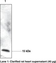 Western blot of CRBPIV / RBP7 antibody LS-C146696.