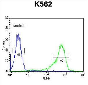 IGF2BP1 Antibody flow cytometry of K562 cells (right histogram) compared to a negative control cell (left histogram). FITC-conjugated goat-anti-rabbit secondary antibodies were used for the analysis.