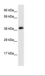 Fetal Heart Lysate