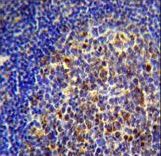 CHRNA10 Antibody immunohistochemistry of formalin-fixed and paraffin-embedded human tonsil tissue followed by peroxidase-conjugated secondary antibody and DAB staining.