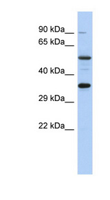 CREB1 / CREB antibody LS-C110441 Western blot of HT1080 cell lysate.