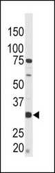 Western blot of anti-Phospho-CREB-pS133 antibody in CEM cell line tissue lysate (35 ug/lane). Phospho-CREB-pS133(arrow) was detected using the purified antibody.