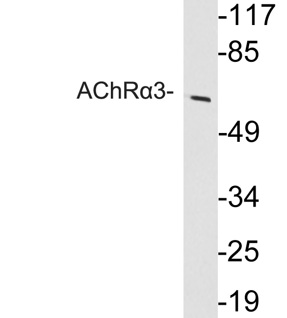 Western blot of AChR alpha 3 antibody in extracts from HeLa cells.
