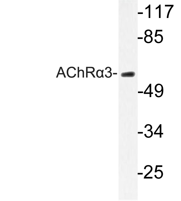 Western blot of AChR3 (L139) pAb in extracts from HeLa cells.