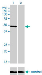 Western blot of CREB3 over-expressed 293 cell line, cotransfected with CREB3 Validated Chimera RNAi (Lane 2) or non-transfected control (Lane 1). Blot probed with CREB3 monoclonal antibody, clone 3H5. GAPDH ( 36.1 kD ) used as specificity.