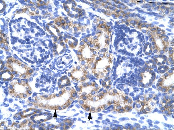 CREB3L2 antibody LS-C31226 was used in IHC to stain formalin-fixed, paraffin-embedded human kidney.