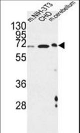 CREBL1 Antibody western blot of mouse NIH-3T3,CHO cell line and mouse cerebellum tissue lysates (35 ug/lane). The CREBL1 antibody detected the CREBL1 protein (arrow).