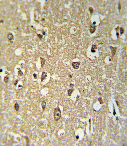 CHRNA3 Antibody IHC of formalin-fixed and paraffin-embedded brain tissue followed by peroxidase-conjugated secondary antibody and DAB staining.