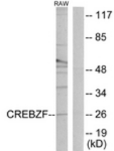 Western blot of extracts from RAW264.7 cells, using CREBZF Antibody. The lane on the right is treated with the synthesized peptide.