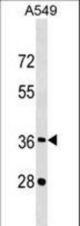 CREBZF Antibody western blot of A549 cell line lysates (35 ug/lane). The CREBZF antibody detected the CREBZF protein (arrow).