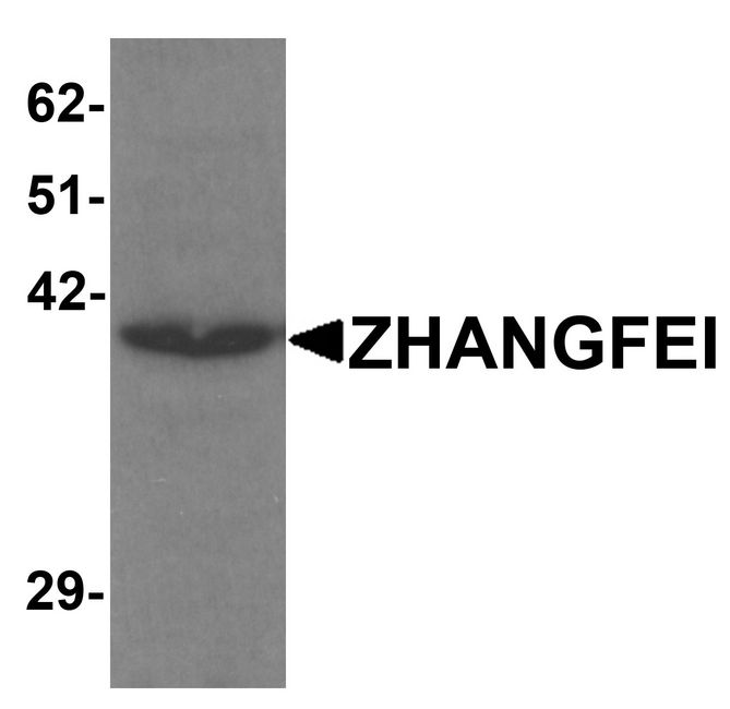 Western blot analysis of ZHANGFEI in K562 cell lysate with ZHANGFEI antibody at 1 ug/ml.