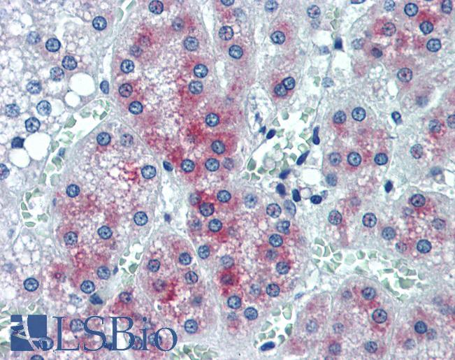 Anti-CREG1 / CREG antibody IHC of human adrenal. Immunohistochemistry of formalin-fixed, paraffin-embedded tissue after heat-induced antigen retrieval. Antibody LS-B6187 concentration 10 ug/ml.