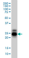 Antibody LS-B6187 Western blot of CREG1 expression in HL-60.