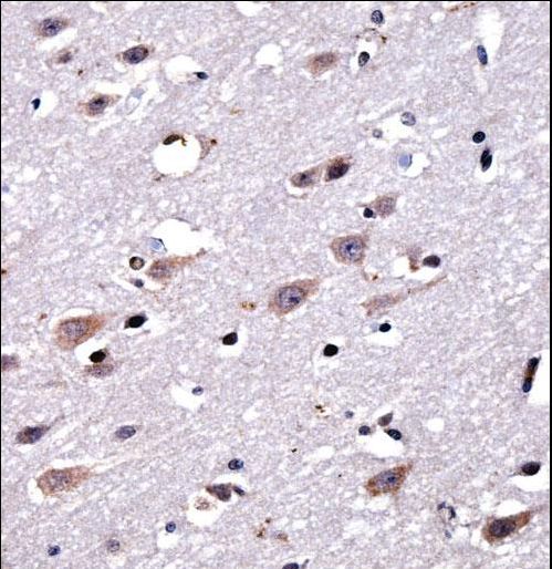 CREG2 Antibody immunohistochemistry of formalin-fixed and paraffin-embedded human brain tissue followed by peroxidase-conjugated secondary antibody and DAB staining.