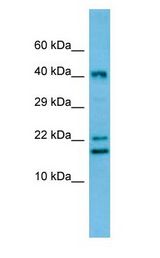 CREM / ICER antibody Western Blot of Rat Thymus.