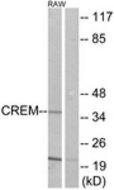 Western blot of extracts from RAW264.7 cells, using CREM Antibody. The lane on the right is treated with the synthesized peptide.